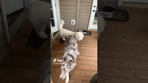 Who Let The Dogs Out?! "Music Remix"