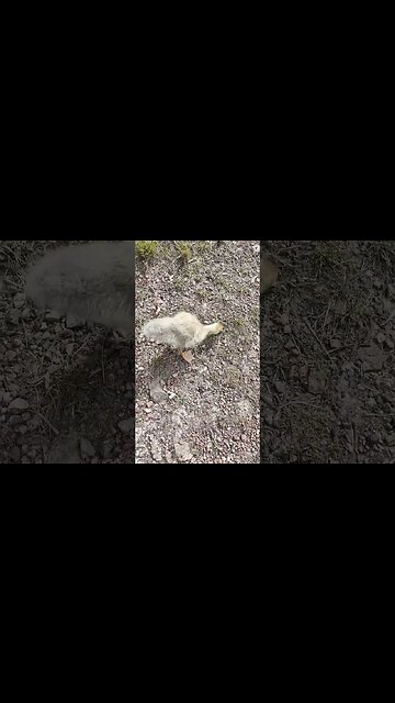 Gosling out eating some grass