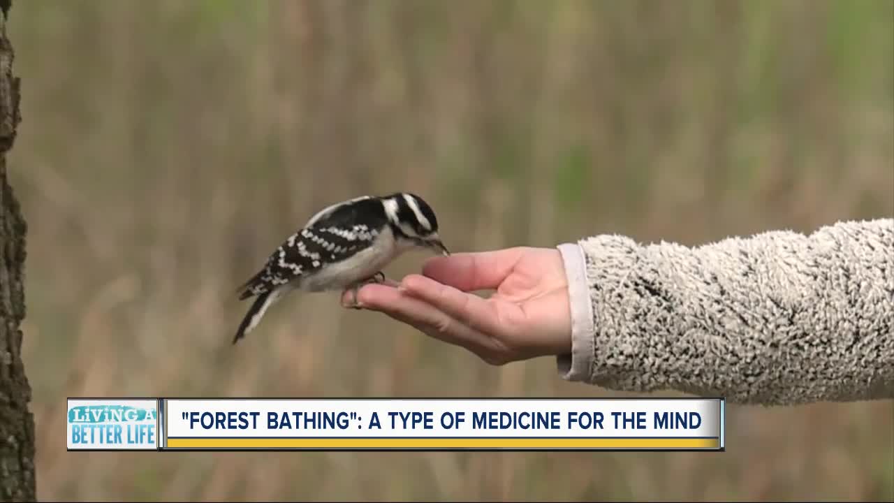 'Forest Bathing': How to commune with nature to rejuvenate your mind, body and spirit