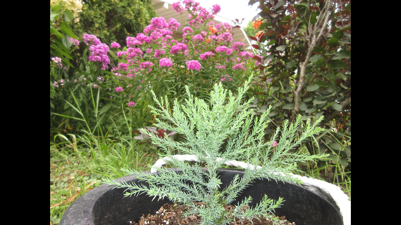 Tree Spirit Song of Gratitude Jr Giant Sequoia July 15 2021