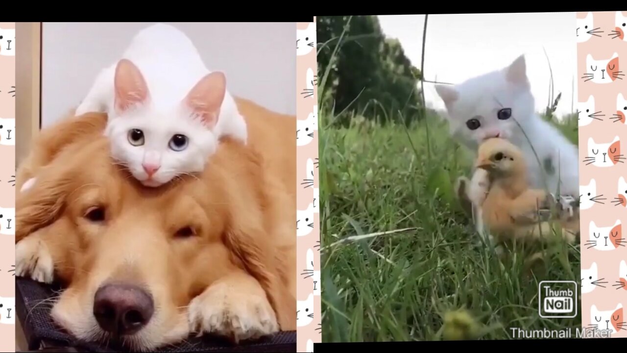 Cute and Funny Cat Videos to Make Your Day🐱🐱🐱
