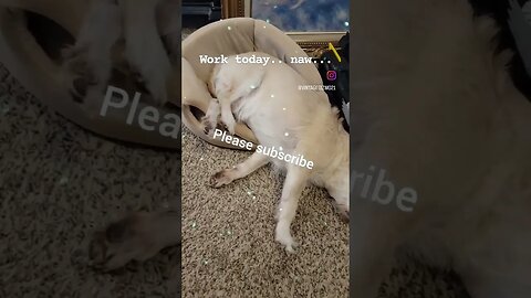 Gizmo, get to work