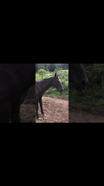 Rescue Horse Unimpressed with Apple flavoured worm paste! 🪱 🍎 🍏