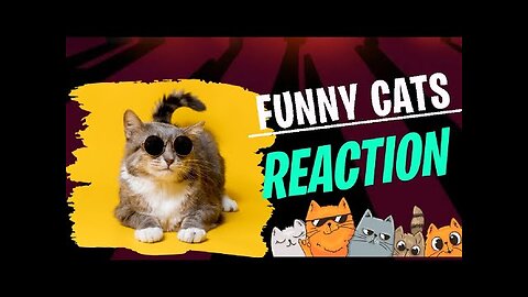 funny cat reaction 😂😂