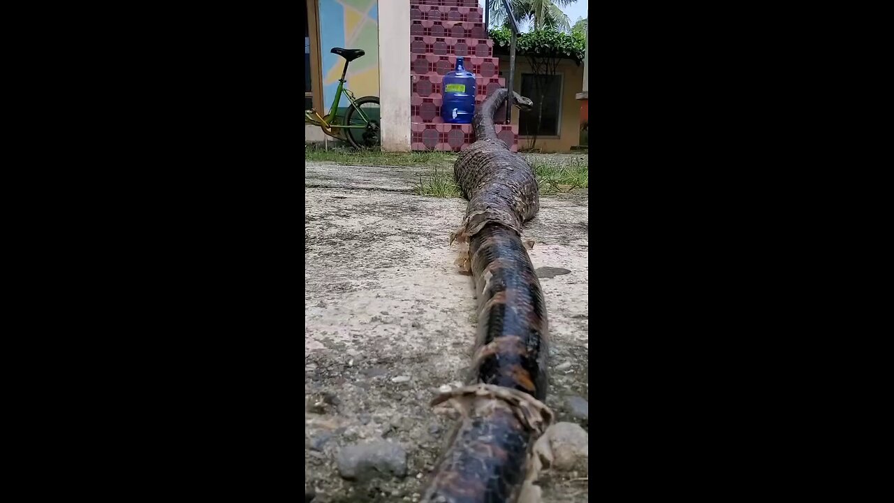 giant snake