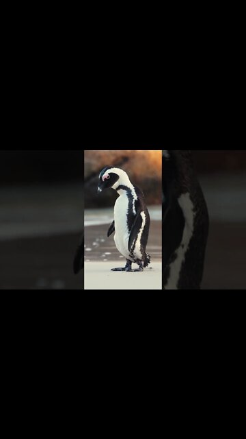 #Shorts #Animal #Birds #Penguins #Happy Feet #Peace #Love #Care