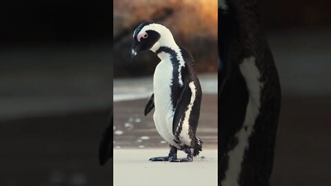 #Shorts #Animal #Birds #Penguins #Happy Feet #Peace #Love #Care