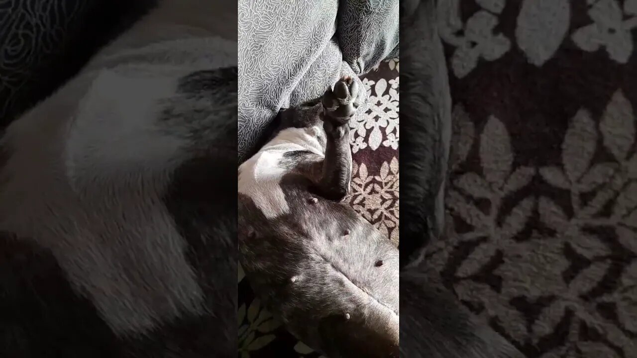 французский бульдог