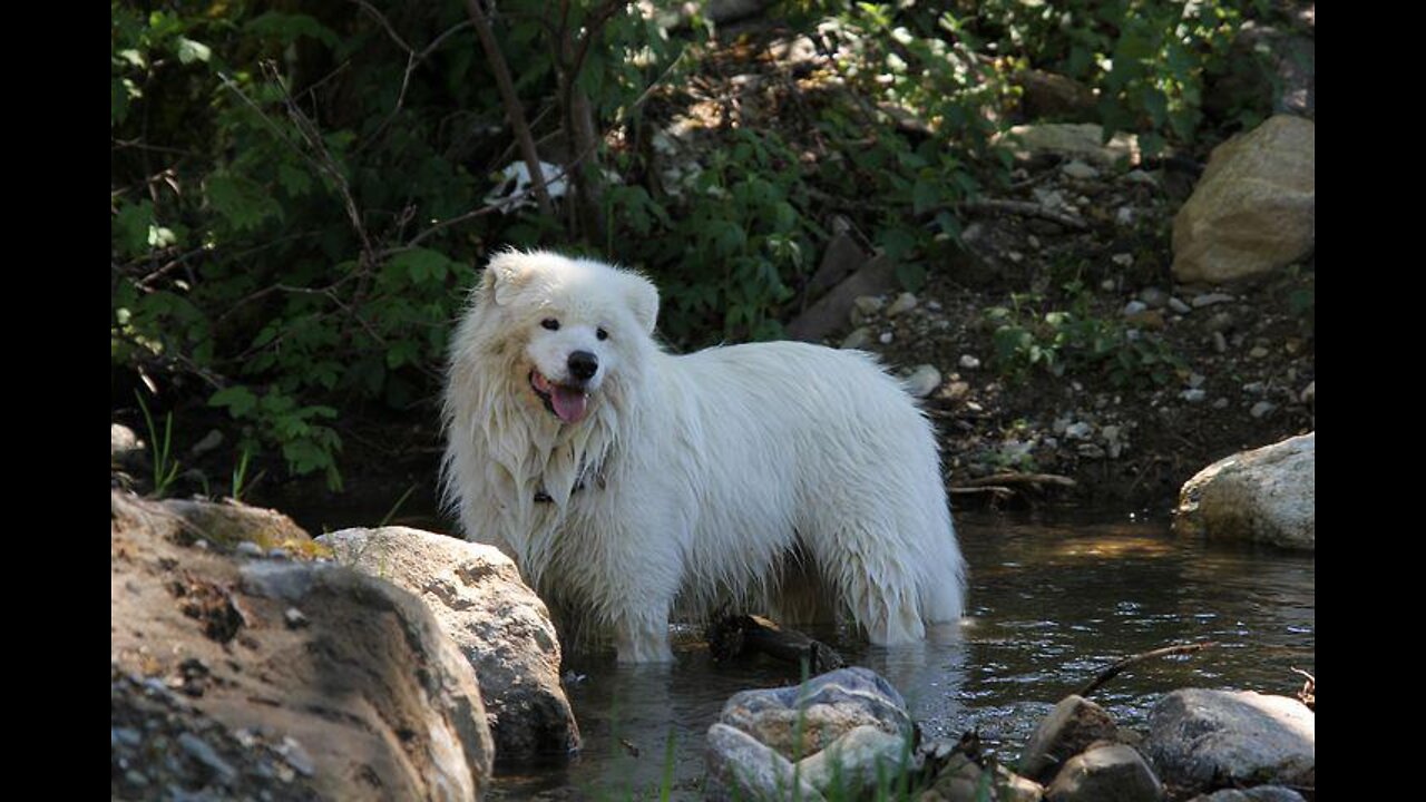 Dog catches a ball in a river