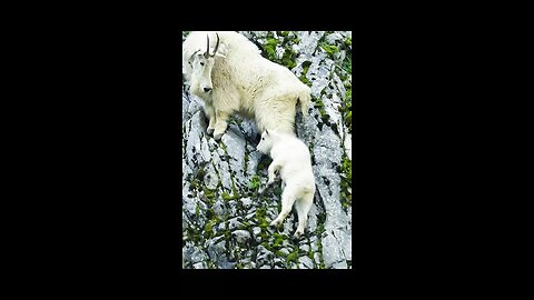 Large Wild Goat!!!