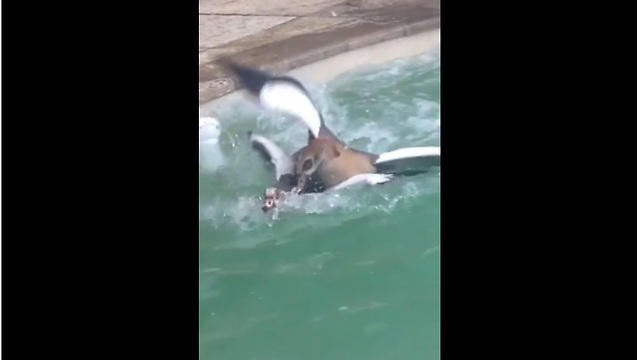 Egyptian Geese battle it out in backyard pool