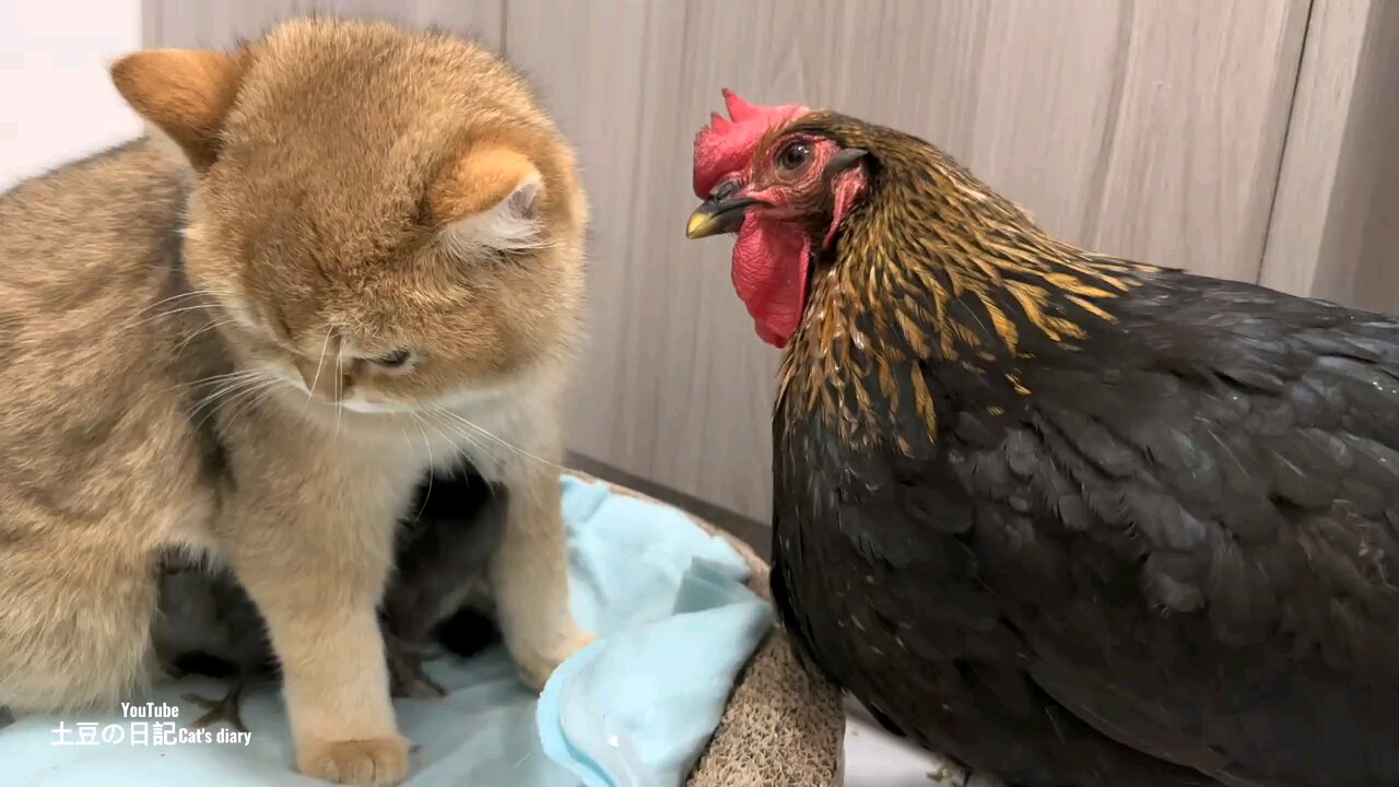 Funny Hen 🐔 Looking to cat 🐈🐈