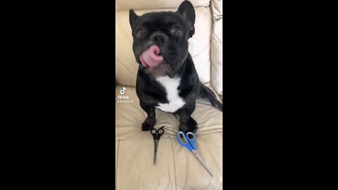 Tik tok dog Ralph seshon87