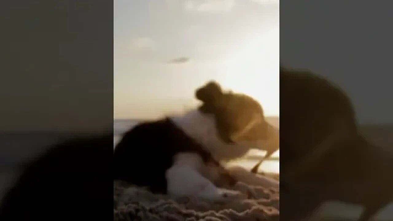 Dog Playing in sand on Beach #dogshorts #beachlife #petslover #cutedogs