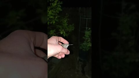 Cute hummingbird (was stuck in my greenhouse) #shorts