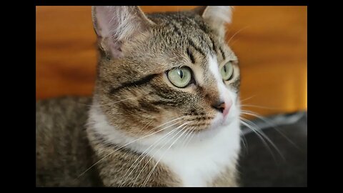 Cat Photography