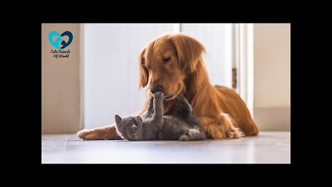 Cute And Funny Cat & dog Video __ Cute Animals Of World 2022.