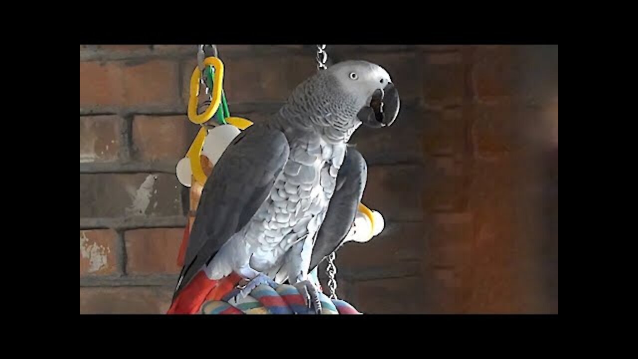 parrot asks squirrel to speak us