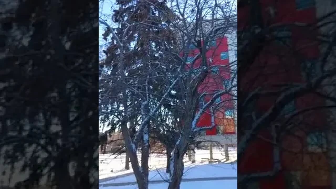 Squirrel 🐿️ chilling in snow .