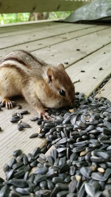 How many sunflower seeds can this chipmunk fit in its mouth?