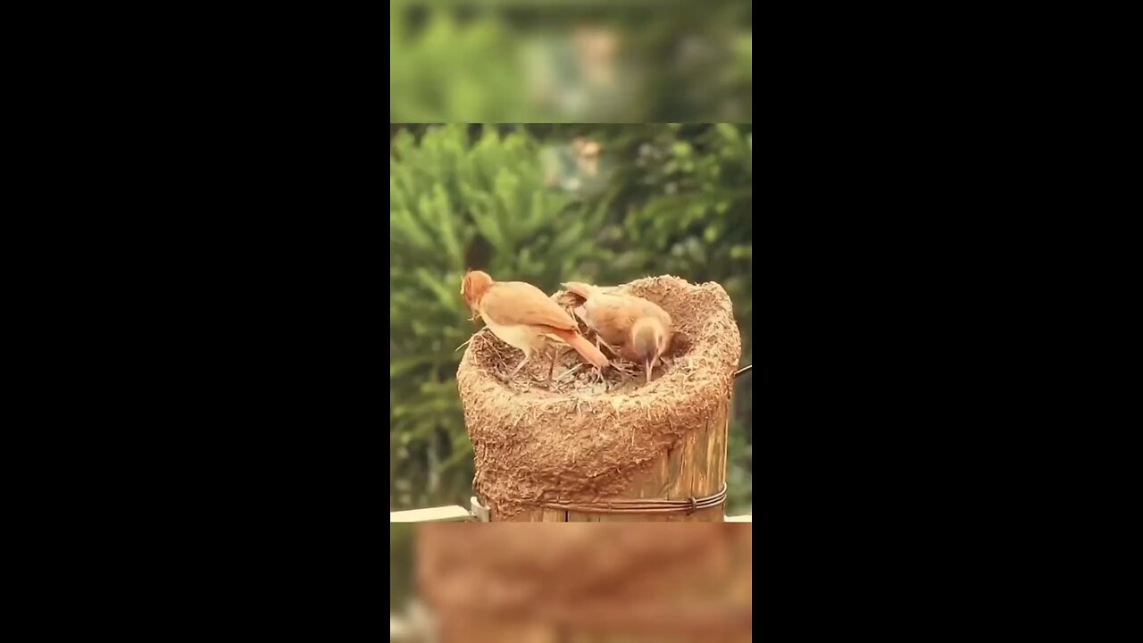 Nice video