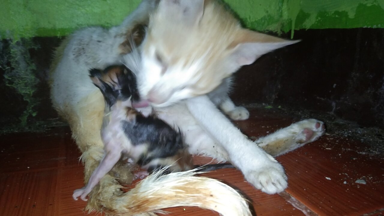 Cat Giving Birth to A Cute 1 Kitten