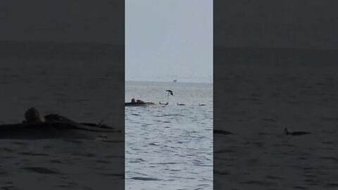 Thousands of Diver Ducks in front of the layout spread! Lake Erie Duck hunting!