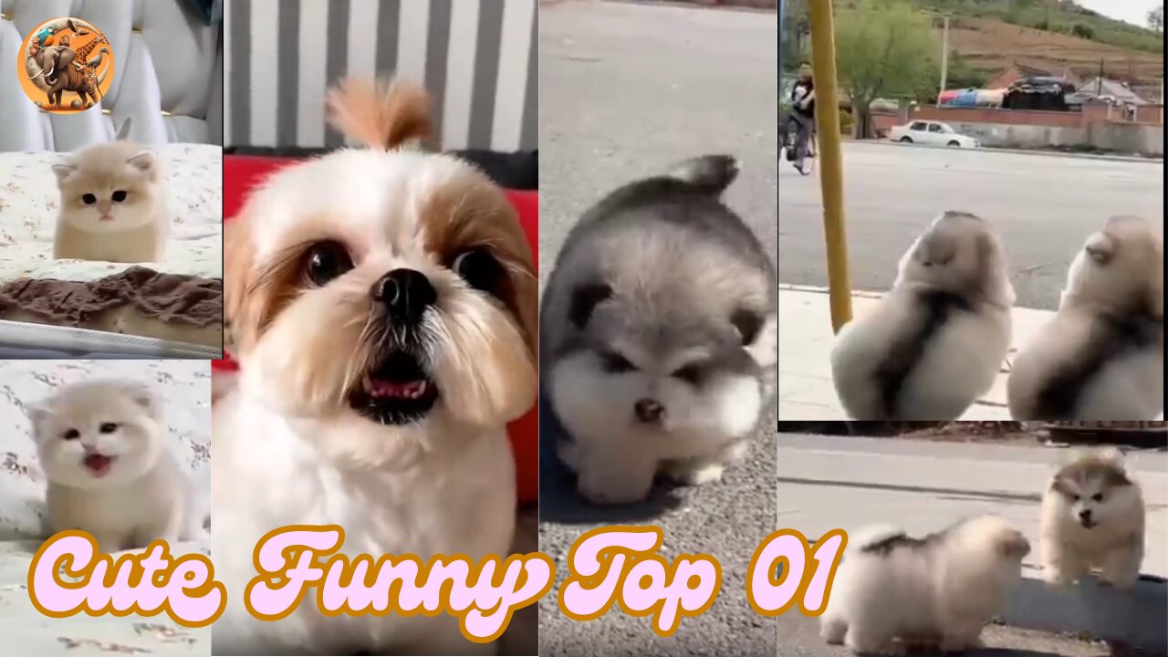 Funny Animals Top 01: Cute Cats & Dogs Compilation!