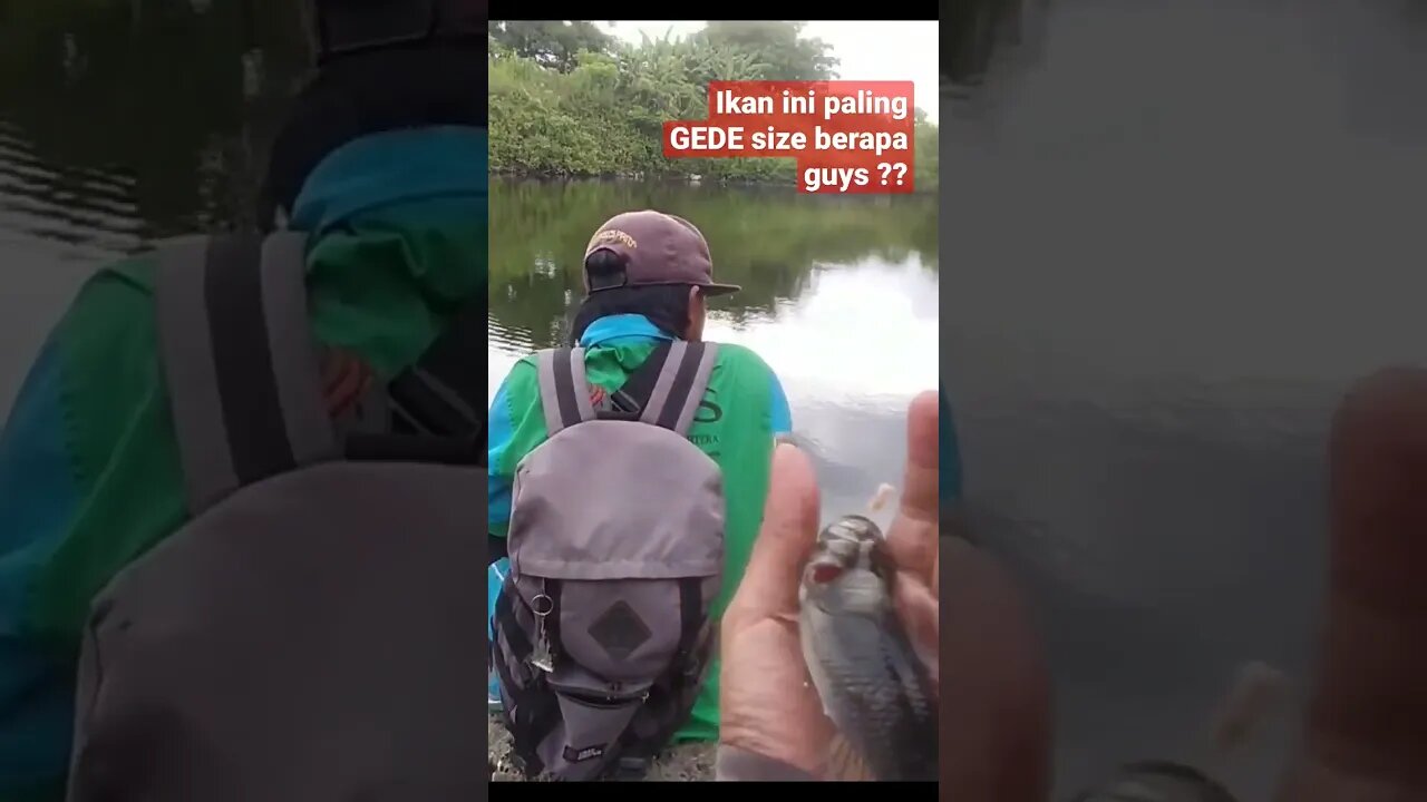 GEDE BANGET !! ADA YANG PERNAH DAPAT LEBIH GEDE DARI INI NGGAK ?? Mancin ikan Monster tambak