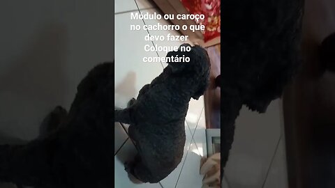 #cachorro com nódulo ou caroço no corpo o que devo fazer com o #poodle