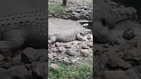 savannah crocodile 1 #relaxing #lions #nature #travel #wildlife #viral #animals #love #cat#short