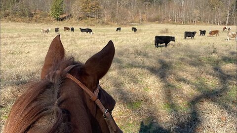 Thanksgiving on the farm!!!