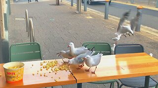 Seagulls Enjoying an Unexpected Feast of Abandoned Popcorn