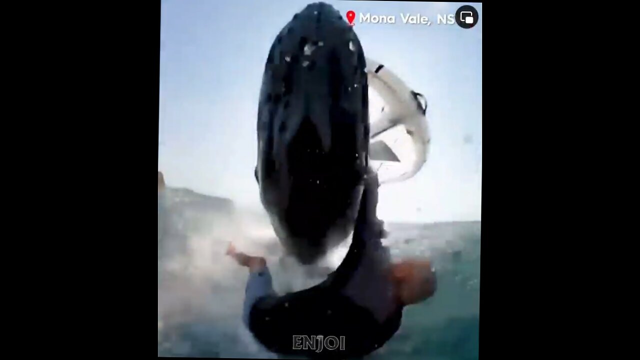 dude gets hit by breaching whale while windsurfing in Australia