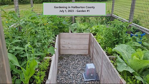 Gardening in Haliburton County - July 1, 2023 Garden #1