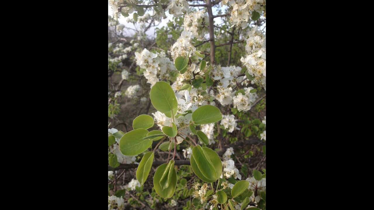 Pear Blossom at Sunset, Enjoy the Spring with the Beloved Dog