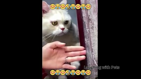 The Chronicles of Pet Pranks@LaughingwithPets