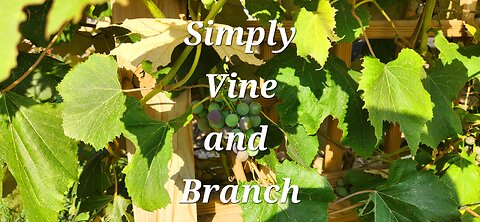 Vine and Branch