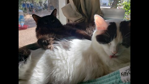 Morning rituals with Rebel & Bessie