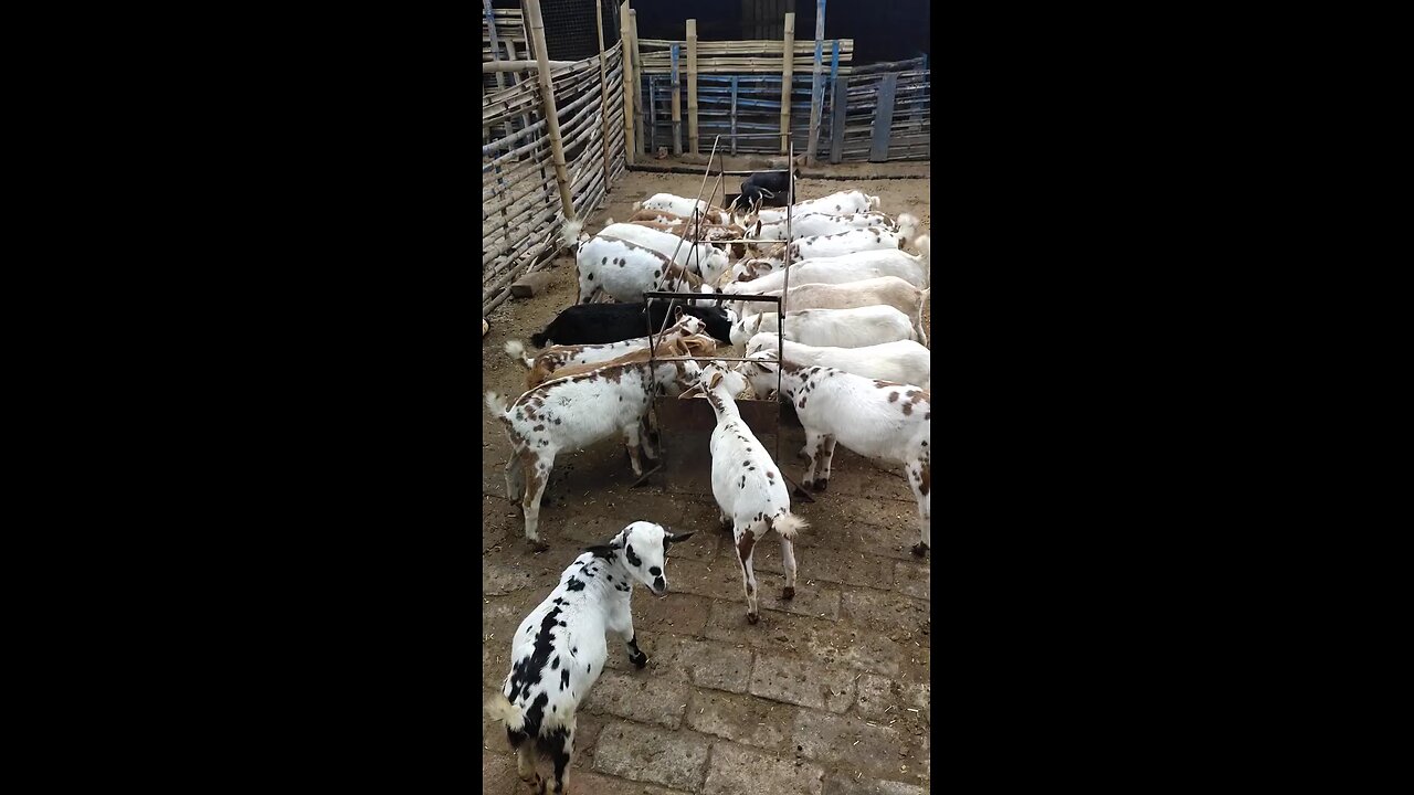 GOAT FARMING