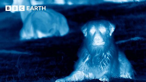 Dogs Protect Herd from Wolves | Animals With Cameras | BBC Earth