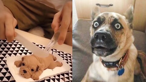 Dog reacting to cutting cake - Funny animals