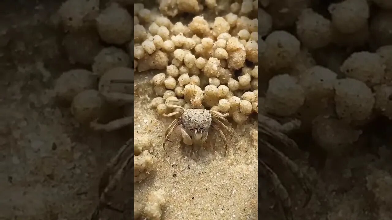 Amazing work's Ragav Shorts