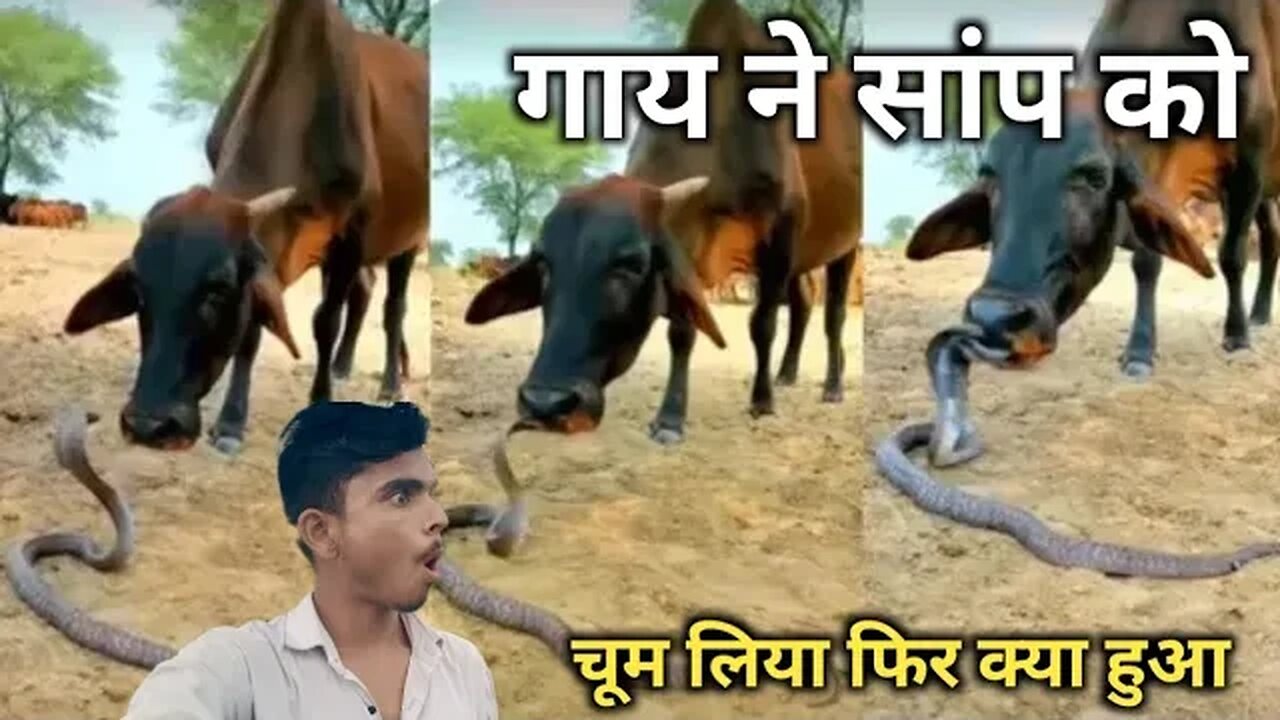 गाय ने सांप को चूम लिया और फिर कुछ ऐसा हुआ। Snake Ne Kiya kiss.