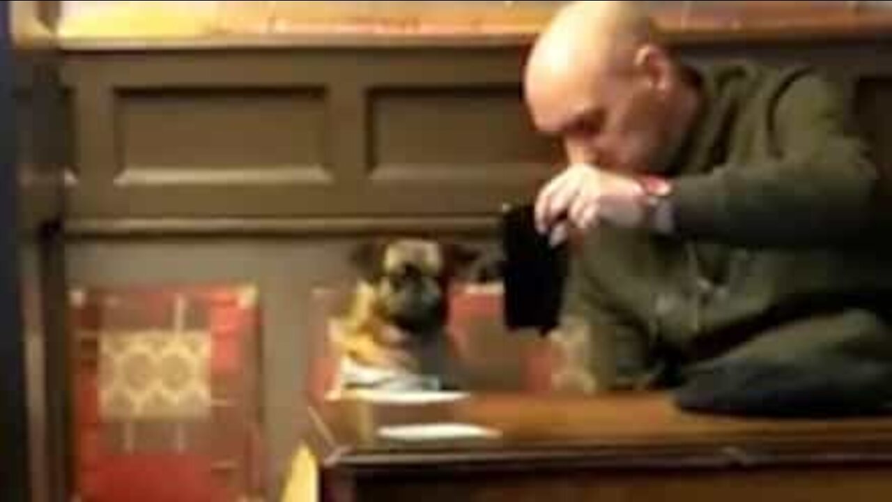Le téléphone de son maître laisse ce chien confus