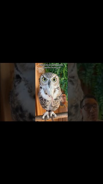 Owl pellets are basically poop they throw up