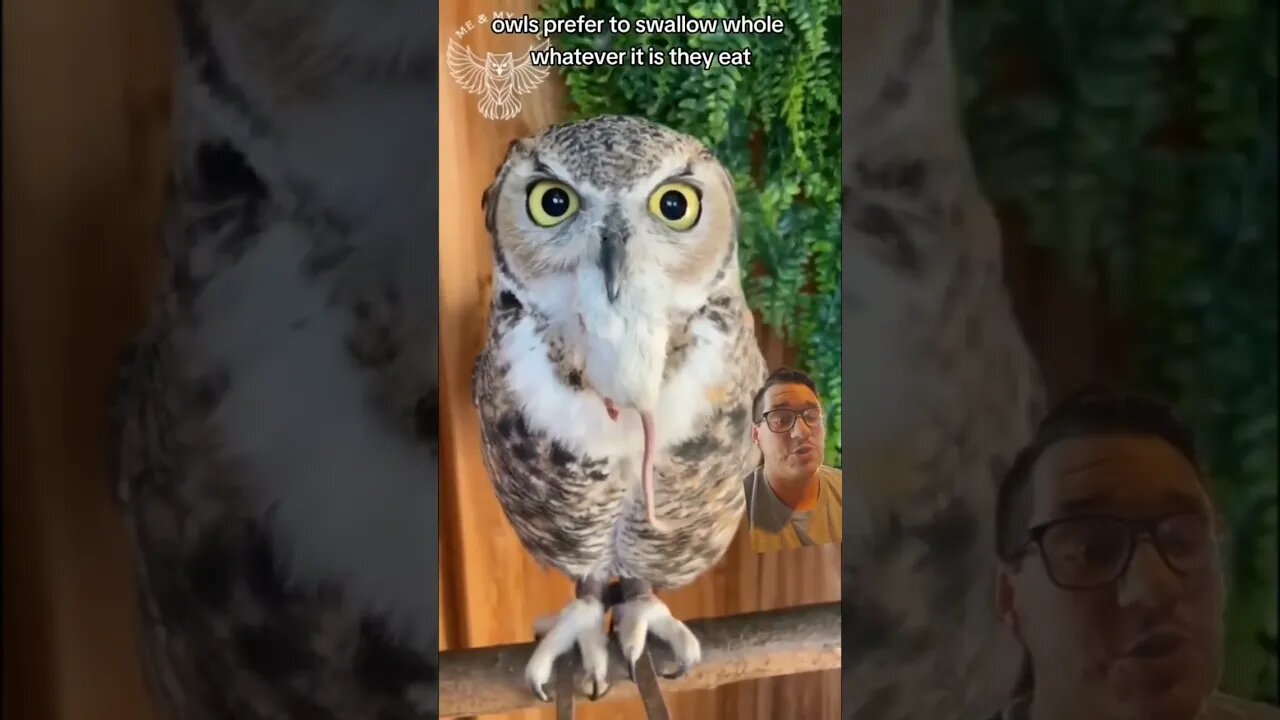 Owl pellets are basically poop they throw up