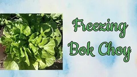 How to Freeze Bok Choy 2023