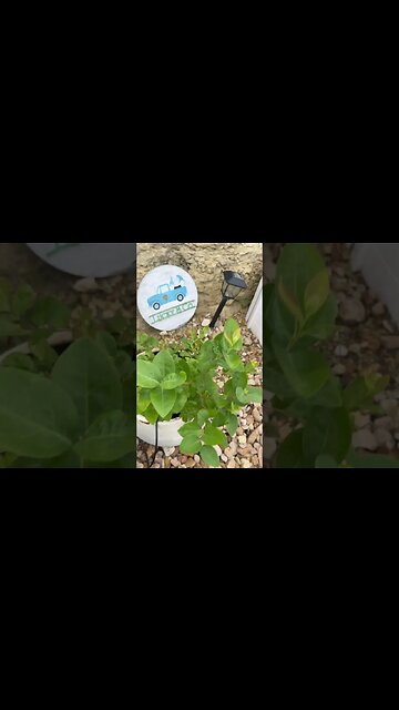 Niềm Vui!!! Trồng được 5 cây Blueberries!!! 🫐🫐🫐🫐🫐🫐