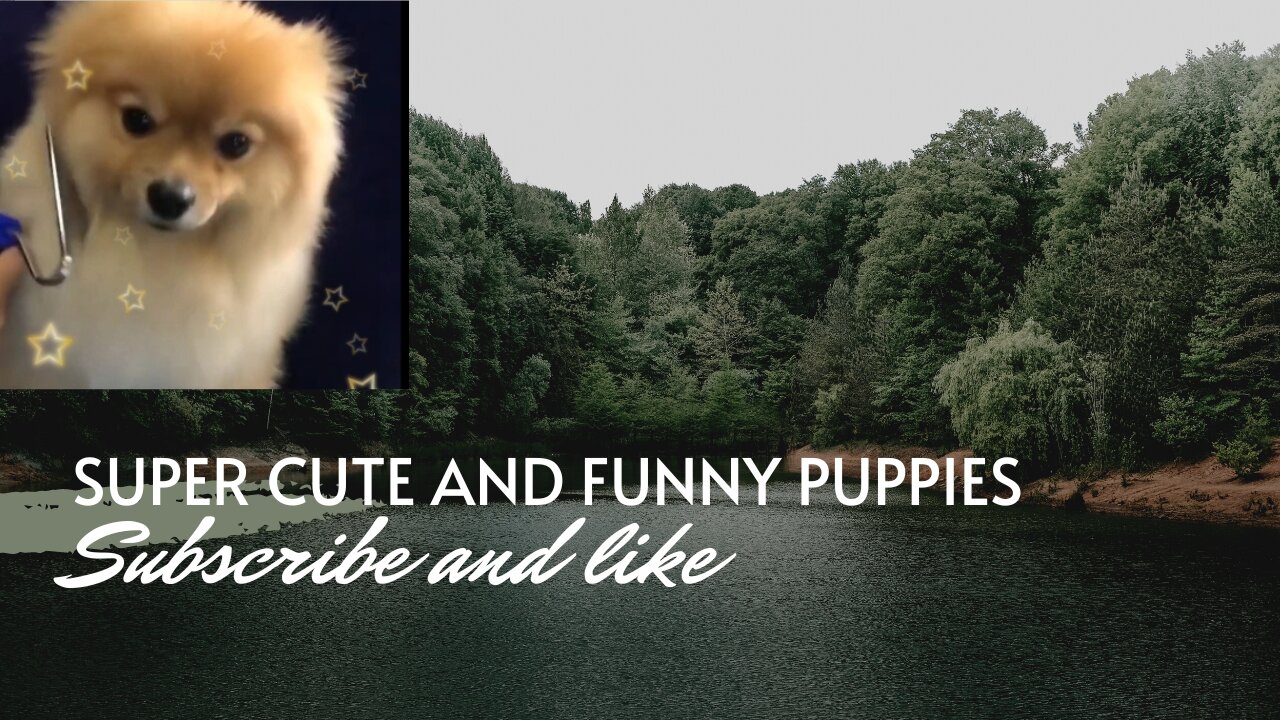 SUPER CUTE AND FUNNY PUPPIES (dog)